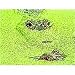 Wetland Biomes: Essential and Endangered (VHS)