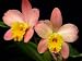 2 Crystelle Smith 'Gold Throat' Hybrid Orchid Plants Potted