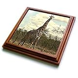 Wild animals - Giraffe - Trivets