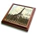 Wild animals - Giraffe - Trivets