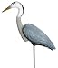Heron Great Blue