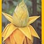 YELLOW BANANA - 2 SEEDS - or GOLDEN LOTUS
