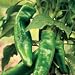 Organic Numex Conquistador Chile Pepper - 50 Seeds