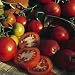 Sub Arctic Plenty Tomato 90 Seeds-GARDEN FRESH PACK!