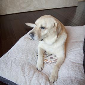 Dog sleeping with warm pad