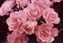 Passionate Kisses (Rosa Floribunda) - Bare Root Rose
