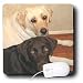 labrador42  - Dogs Labrador Retriever Labrador Retriever Mouse Pads
