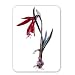 Jacobean Lily, c.1985 (w/c on paper) by.. - Mouse Mat Art247 Highest Quality Natural Rubber Mouse Mats - Mouse Mat