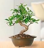 Flowers by 1800Flowers Golden Gate Ficus Bonsai 31euM8UISxL. SL160 Flowers by 1800Flowers Golden Gate Ficus Bonsai