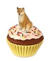 New!! Shiba Inu PUPCAKE Stone Resin Trinket Box