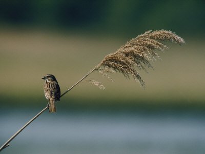A Song Sparrow is Perched on a Tall Weed