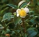 Tea for Two Two Plants Camellia sinensis Live Potted Plants Can Be Container Grown
