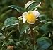 Tea Plants Camellia sinensis 2 Live Potted Plants Can Be Container Grown