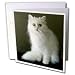 Cats - White Persian - Greeting Cards-12 Greeting Cards with envelopes