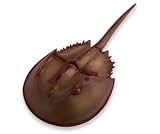 Safari Incredible Creaturesi: Horeshoe Crab