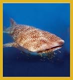 Whale Shark Bookmark