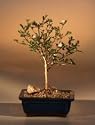 Bonsai Boy's Flowering Snow Rose Serissa Bonsai Tree - Small<br><i>(serissa foetida)</i>