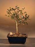 Bonsai Boy's Snow Rose Serissa Bonsai Tree - Small<br><i>(serissa foetida)</i>