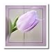 Pink Framed Tulip- Flowers- Photography-Easter - 6x6 Iron On Heat Transfer For White Material