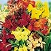 SUTTONS SEEDS: Wallflower F1 Treasure Mix Seeds (25 seeds)