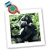 Gorilla - 10x10 Quilt Square