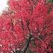 FLAME TREE - 10 Seeds - BRACHYCHITON acerifolium