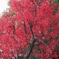 FLAME TREE - 10 Seeds - BRACHYCHITON acerifolium