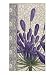Agapanthus Guest Towels 4315