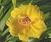 Daylily (Hemerocallis) Stella de Oro {50 Bare Root plants, $1.97 each plant}