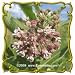 Common Milkweed (Asclepias syriaca) Jumbo Wildflower Seed Packet (300)