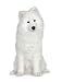 Samoyed (6 Months) - 48