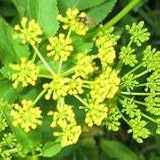 Golden Alexanders (Zizia aurea) - Jumbo Wildflower Seed Packet