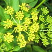 Zizia aurea (Golden Alexanders) - Bulk Wildflower Seeds