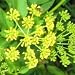 Golden Alexanders (Zizia aurea) - Jumbo Wildflower Seed Packet