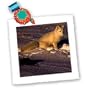 Wild animals - Arctic Fox - Quilt Squares