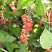Wintergreen Leaf Herb Cut and Sifted 1lb