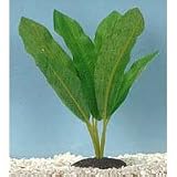 Amazon Sword Plant - X-Large - 9 in.