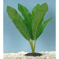 Amazon Sword Plant - Large - 8 in.