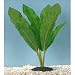 Amazon Sword Plant - Large - 8 in.