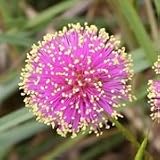 Sensitive Plant (Schrankia uncinata) - Jumbo Wildflower Seed Packet