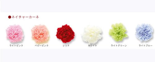 ネイチャーオールウェイズ社製カーネーション　スプレーサイズ[ライトピンク]　1箱12輪入り25％オフ　【プリザーブドフラワー】【花材】