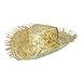 Mens Straw Beachcomber Hat (Curl up)