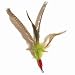 Pet Supplies : 12 Pack of Da Bird Feather Refills