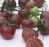 Chocolate Cherry Tomato 140 Seeds - GARDEN FRESH PACK!