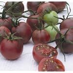 Chocolate Cherry Tomato 140 Seeds - GARDEN FRESH PACK!