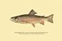 Canvas Print, The Brook Trout (Showing Brilliant or Breeding Season... - 20x30