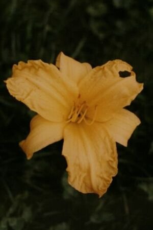 Pflanzenset: 3 x Hemerocallis 'Congo Beauty' - Garten-Taglilie (4)