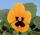 パンジービオラパンジー デルタ「オレンジウイズブロッチ」1株