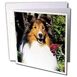 Dogs Sheltie/Shetland Sheepdog - Shetland Sheepdog - Greeting Cards-12 Greeting Cards with envelopes