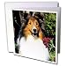  - Dogs Sheltie/Shetland Sheepdog - Shetland Sheepdog - Greeting Cards-12 Greeting Cards with envelopes